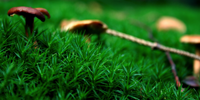 Aufnahme mit Moos und Pilzen als Beispiel für Fotografische Detailaufnahmen