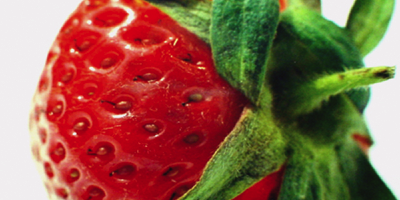 Fotograf für Lebensmittel oder auch Food-Fotografie, hier ein Beispielbild einer Erdbeere